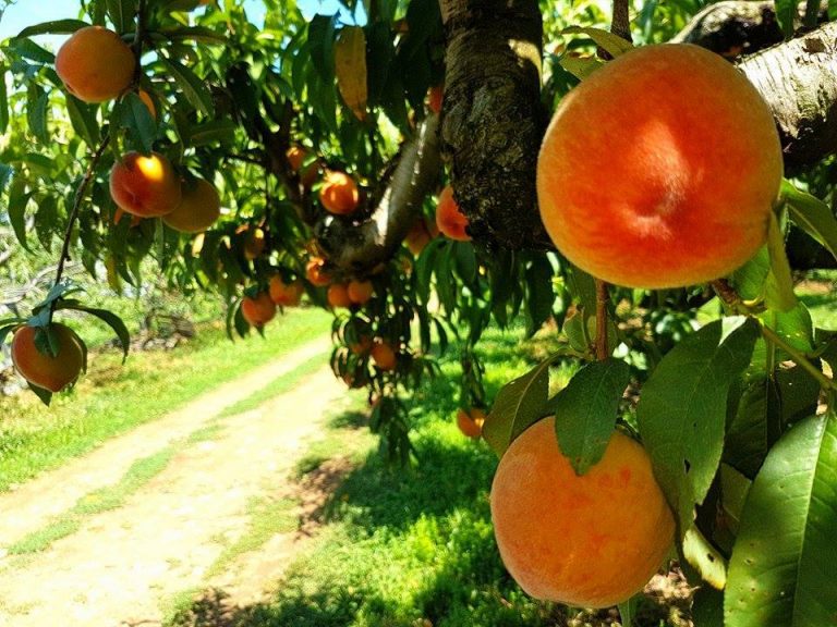 Where to Pick Your Own Peaches Tips From Town