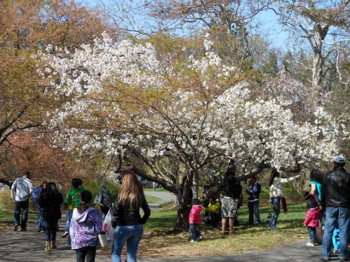 See New Jersey's Cherry Blossoms | Tips From Town