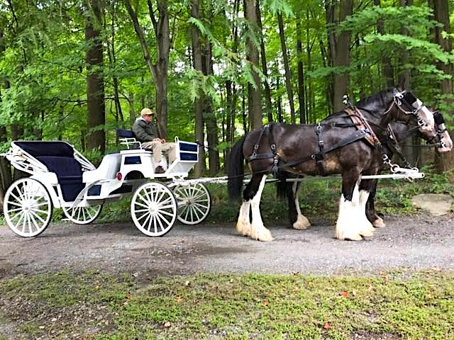 Where to ride Clydesdale horses in NJ. | Tips From Town